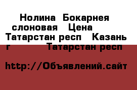 Нолина (Бокарнея) слоновая › Цена ­ 280 - Татарстан респ., Казань г.  »    . Татарстан респ.